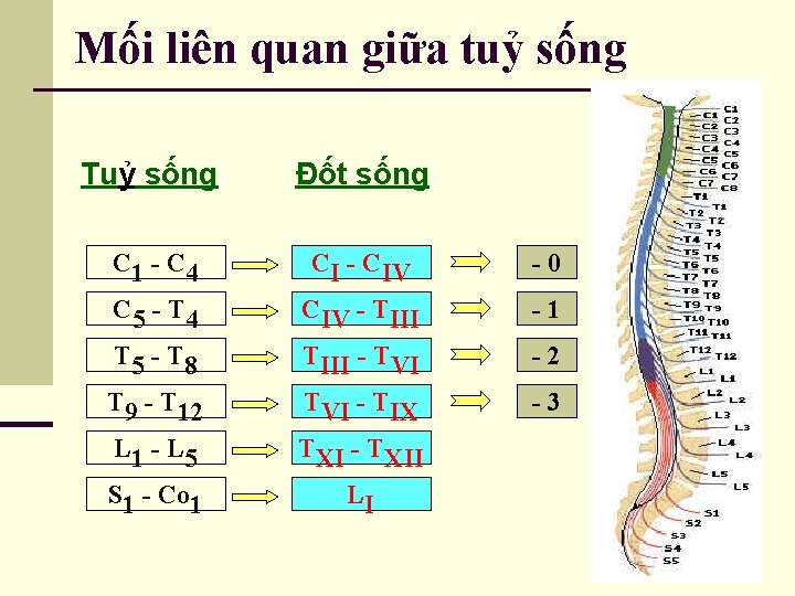 Mối liên quan giữa tuỷ sống Tuỷ sống Đốt sống C 1 - C