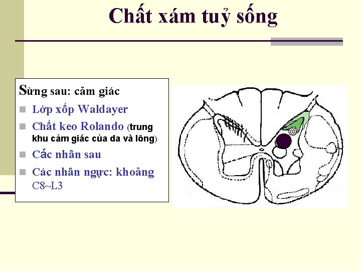 Chất xám tuỷ sống Sừng sau: cảm giác n Lớp xốp Waldayer n Chất