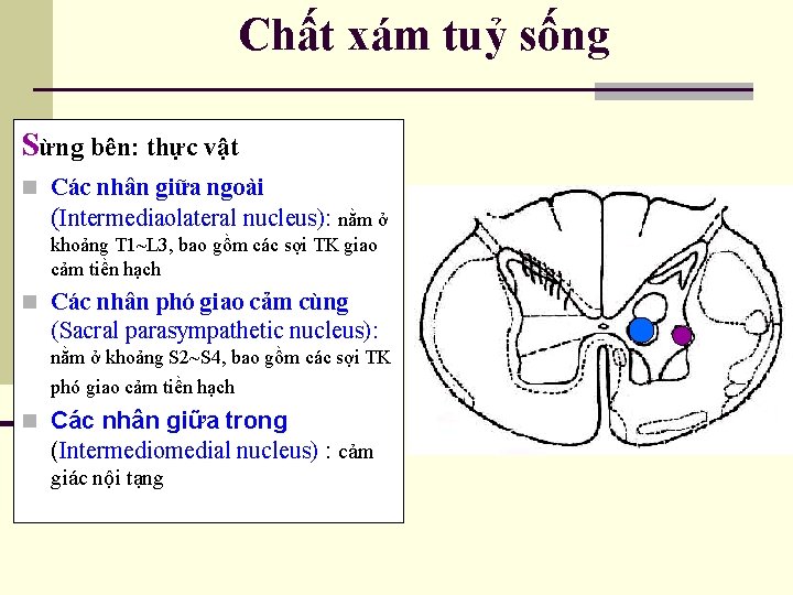 Chất xám tuỷ sống Sừng bên: thực vật n Các nhân giữa ngoài (Intermediaolateral