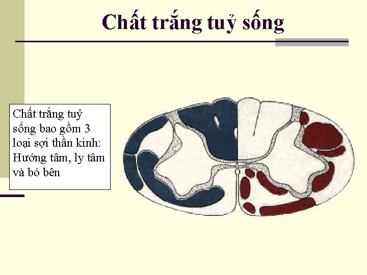 Chất trắng tuỷ sống bao gồm 3 loại sợi thần kinh: Hướng tâm, ly