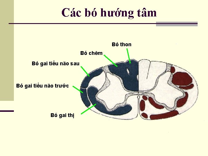 Các bó hướng tâm Bó thon Bó chêm Bó gai tiểu não sau Bó