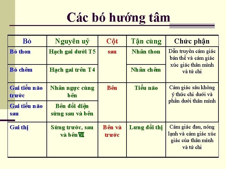 Các bó hướng tâm Bó Nguyên uỷ Cột Tận cùng Chức phận Bó thon