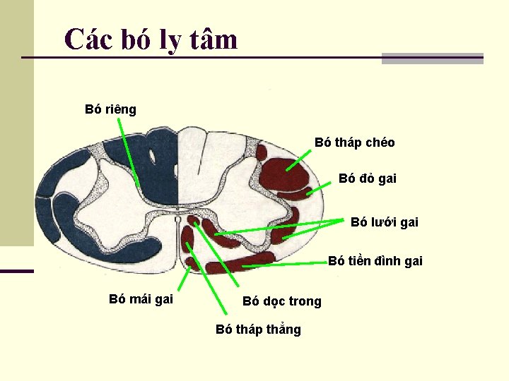 Các bó ly tâm Bó riêng Bó tháp chéo Bó đỏ gai Bó lưới