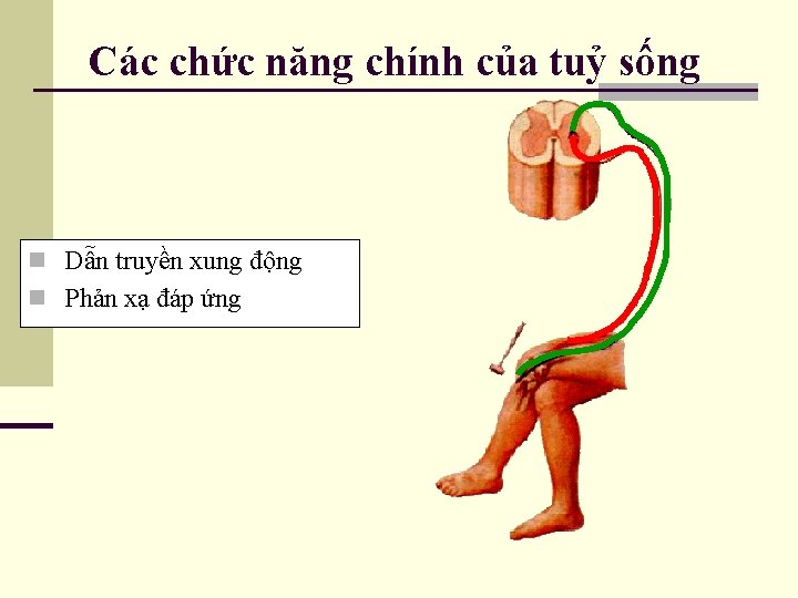 Các chức năng chính của tuỷ sống n Dẫn truyền xung động n Phản