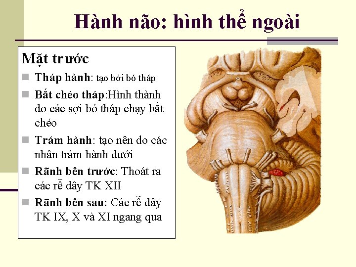 Hành não: hình thể ngoài Mặt trước n Tháp hành: tạo bởi bó tháp