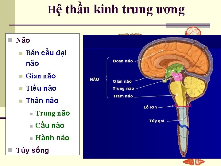 Hệ thần kinh trung ương n Não n Bán cầu đại não n Gian