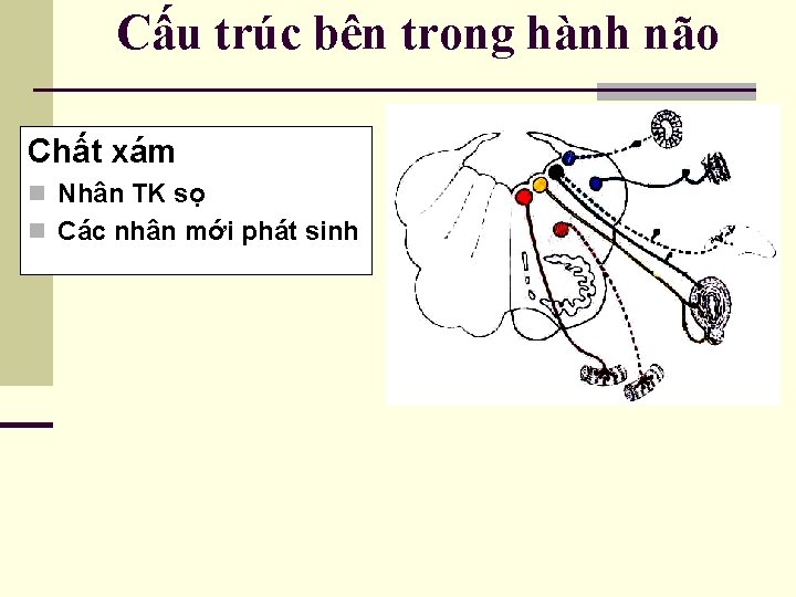 Cấu trúc bên trong hành não Chất xám n Nhân TK sọ n Các