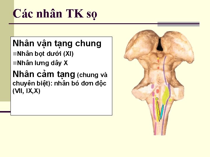 Các nhân TK sọ Nhân vận tạng chung n. Nhân bọt dưới (XI) n.