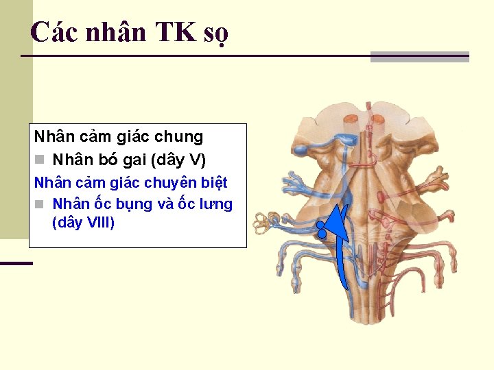 Các nhân TK sọ Nhân cảm giác chung n Nhân bó gai (dây V)