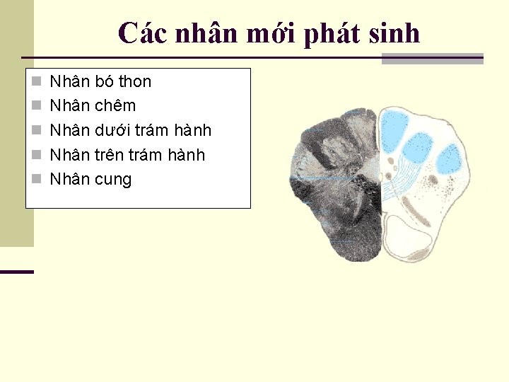 Các nhân mới phát sinh n Nhân bó thon n Nhân chêm n Nhân