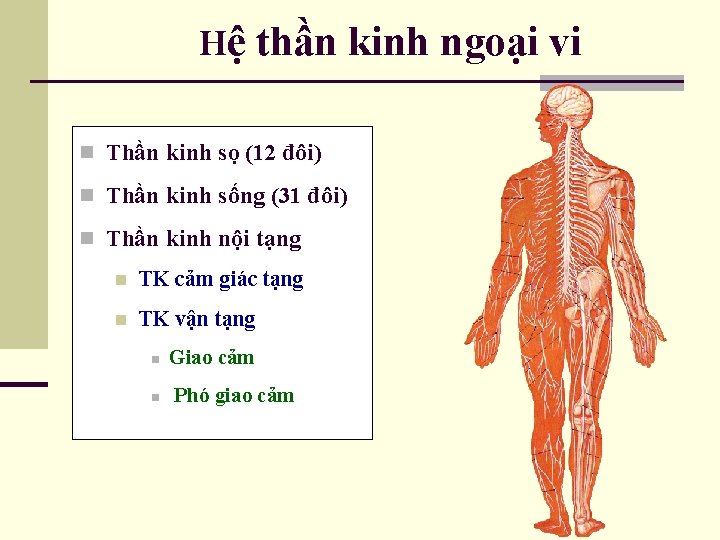 Hệ thần kinh ngoại vi n Thần kinh sọ (12 đôi) n Thần kinh
