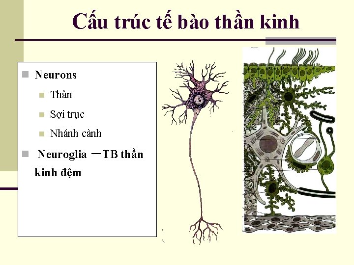 Cấu trúc tế bào thần kinh n Neurons n Thân n Sợi trục n