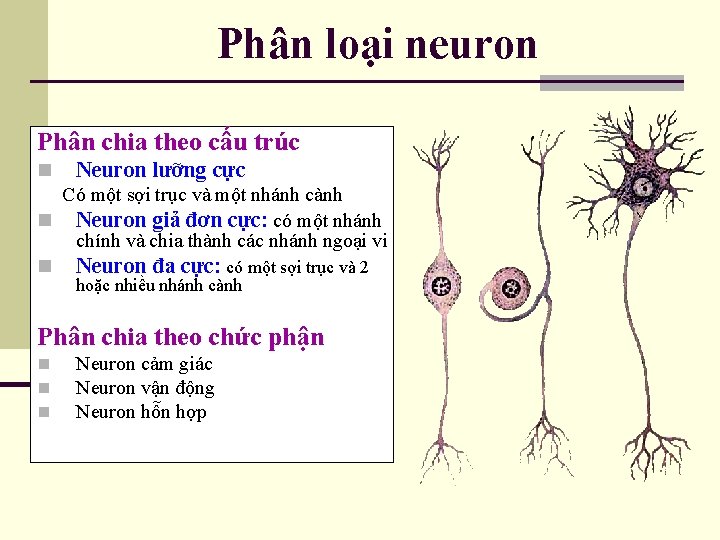 Phân loại neuron Phân chia theo cấu trúc n Neuron lưỡng cực Có một