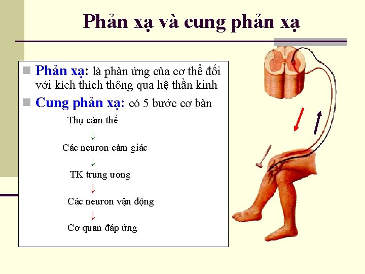 Phản xạ và cung phản xạ n Phản xạ: là phản ứng của cơ