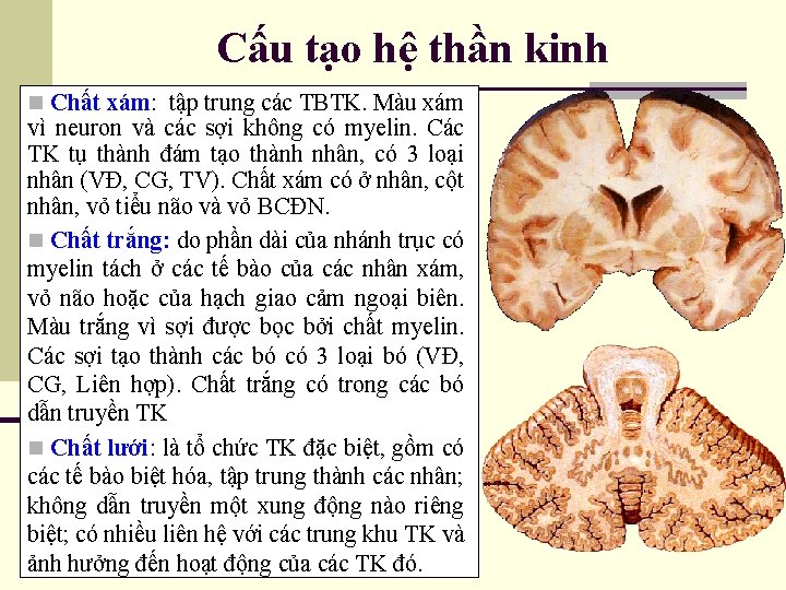 Cấu tạo hệ thần kinh n Chất xám: tập trung các TBTK. Màu xám