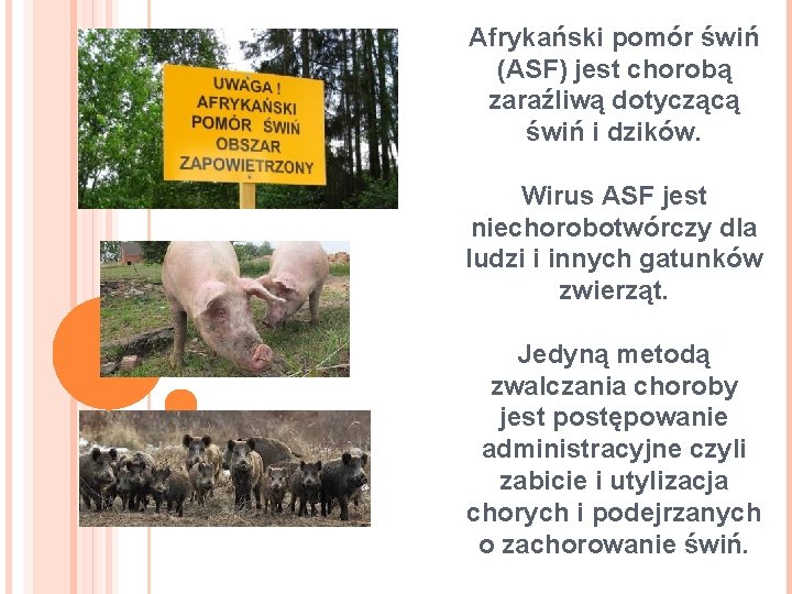 Afrykański pomór świń (ASF) jest chorobą zaraźliwą dotyczącą świń i dzików. Wirus ASF jest