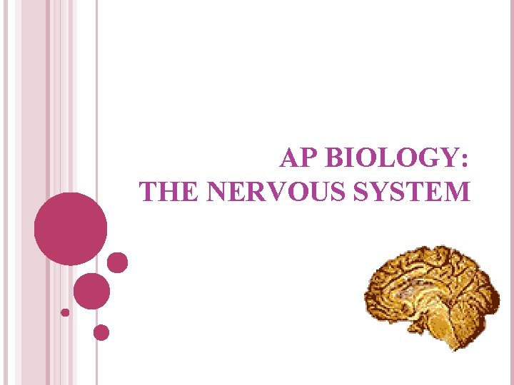 AP BIOLOGY: THE NERVOUS SYSTEM 