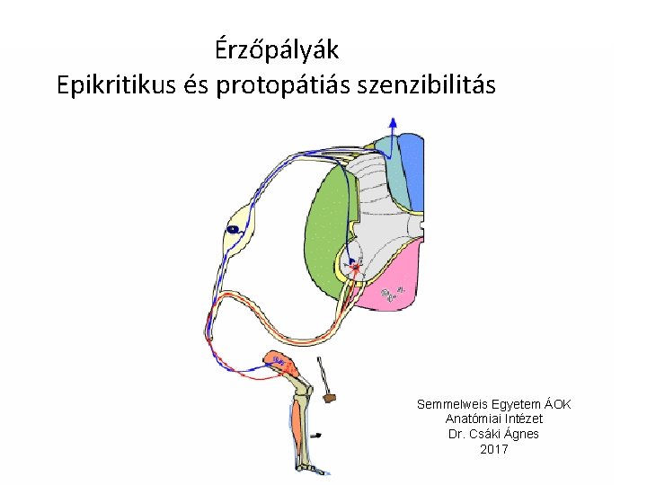 Érzőpályák Epikritikus és protopátiás szenzibilitás Semmelweis Egyetem ÁOK Anatómiai Intézet Dr. Csáki Ágnes 2017