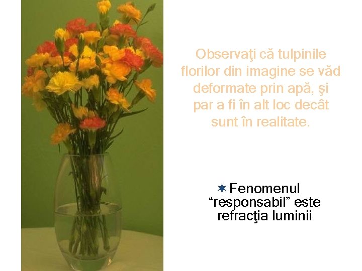 Observaţi că tulpinile florilor din imagine se văd deformate prin apă, şi par a