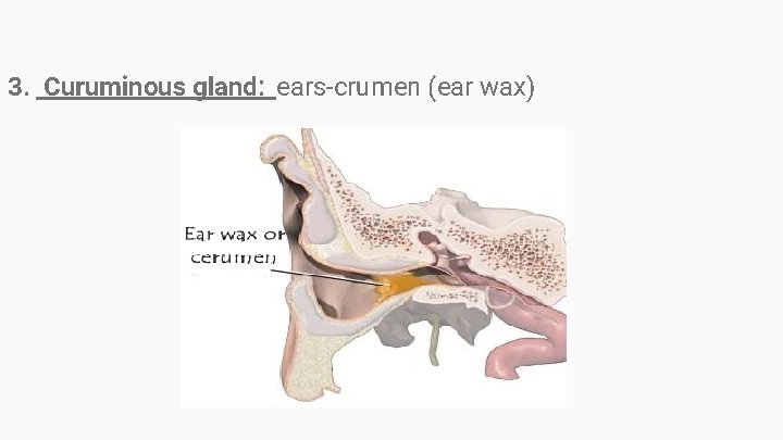 3. Curuminous gland: ears-crumen (ear wax) 