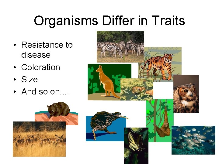 Organisms Differ in Traits • Resistance to disease • Coloration • Size • And Organisms Differ in Traits • Resistance to disease • Coloration • Size • And
