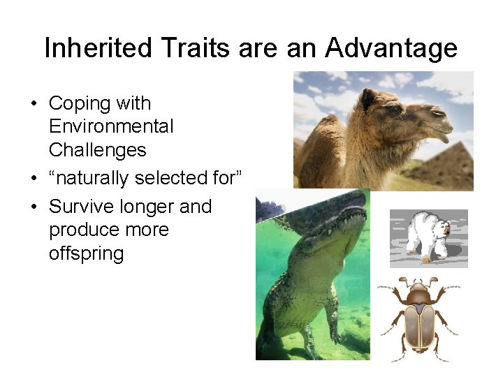 Inherited Traits are an Advantage • Coping with Environmental Challenges • “naturally selected for” Inherited Traits are an Advantage • Coping with Environmental Challenges • “naturally selected for”