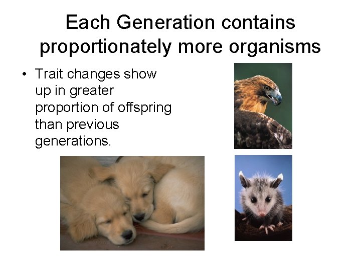 Each Generation contains proportionately more organisms • Trait changes show up in greater proportion Each Generation contains proportionately more organisms • Trait changes show up in greater proportion