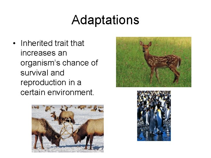 Adaptations • Inherited trait that increases an organism’s chance of survival and reproduction in Adaptations • Inherited trait that increases an organism’s chance of survival and reproduction in