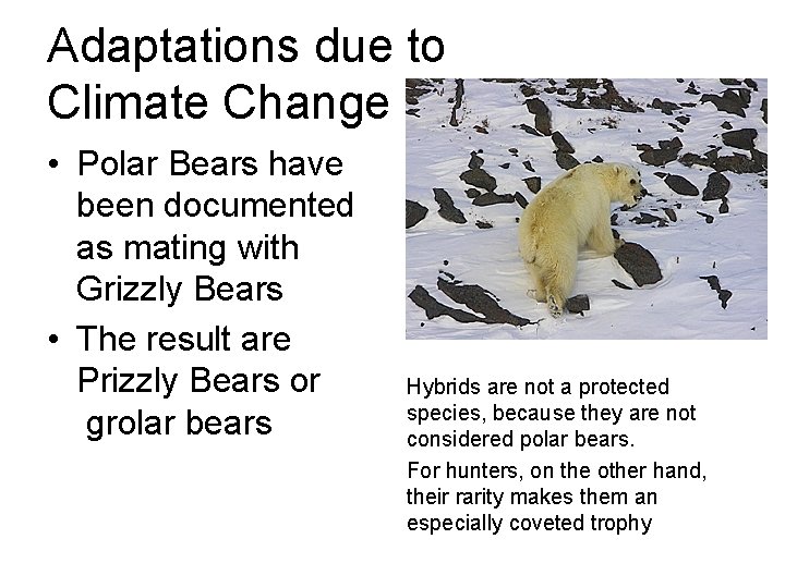 Adaptations due to Climate Change • Polar Bears have been documented as mating with Adaptations due to Climate Change • Polar Bears have been documented as mating with