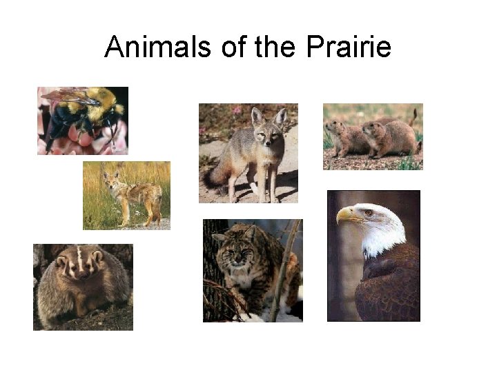 Animals of the Prairie Animals of the Prairie