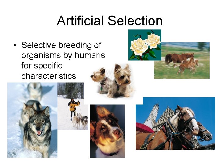 Artificial Selection • Selective breeding of organisms by humans for specific characteristics. Artificial Selection • Selective breeding of organisms by humans for specific characteristics.
