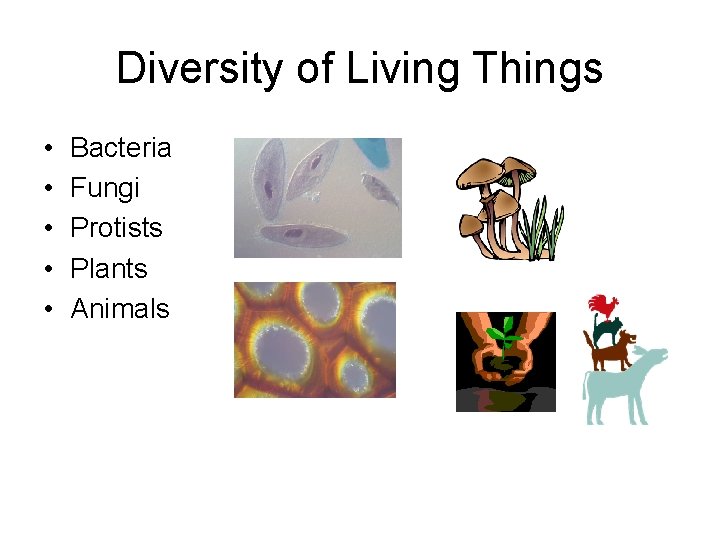 Diversity of Living Things • • • Bacteria Fungi Protists Plants Animals Diversity of Living Things • • • Bacteria Fungi Protists Plants Animals