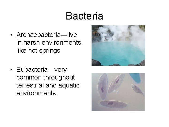 Bacteria • Archaebacteria—live in harsh environments like hot springs • Eubacteria—very common throughout terrestrial Bacteria • Archaebacteria—live in harsh environments like hot springs • Eubacteria—very common throughout terrestrial
