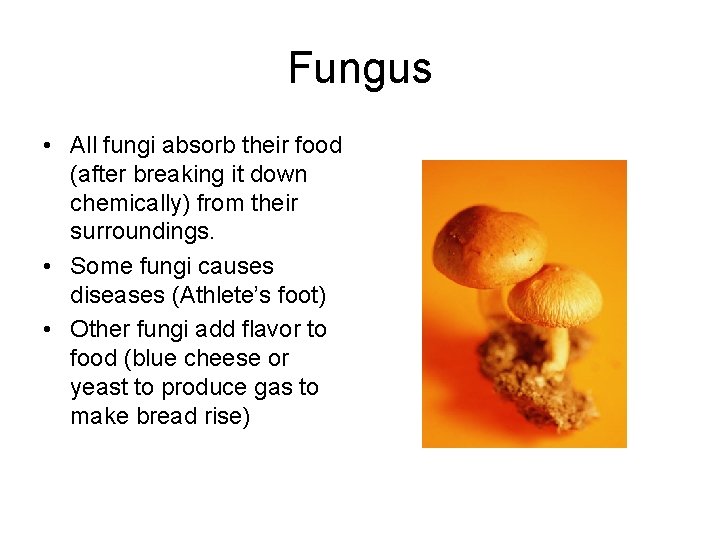 Fungus • All fungi absorb their food (after breaking it down chemically) from their Fungus • All fungi absorb their food (after breaking it down chemically) from their