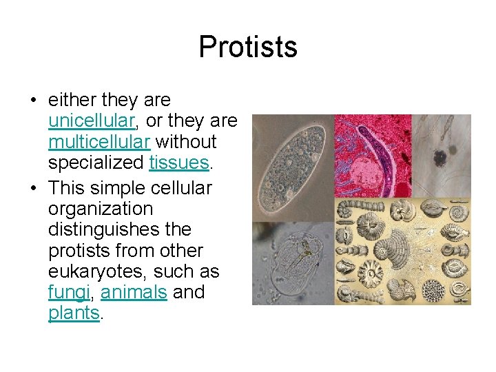 Protists • either they are unicellular, or they are multicellular without specialized tissues. • Protists • either they are unicellular, or they are multicellular without specialized tissues. •