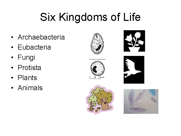 Six Kingdoms of Life • • • Archaebacteria Eubacteria Fungi Protista Plants Animals Six Kingdoms of Life • • • Archaebacteria Eubacteria Fungi Protista Plants Animals