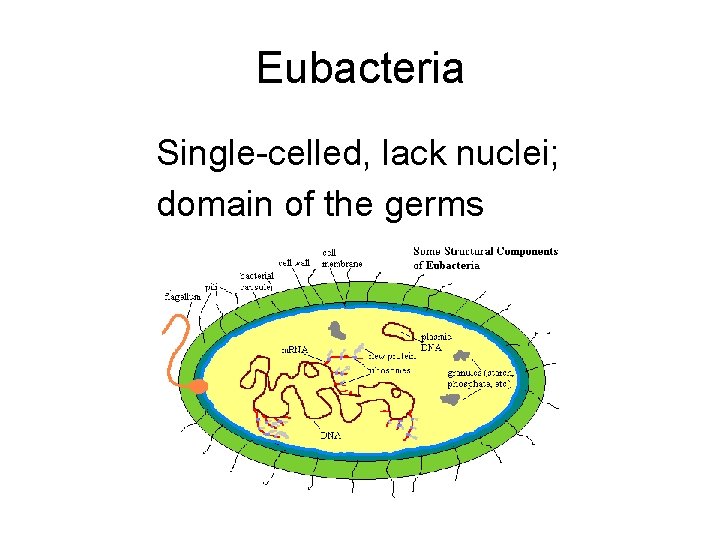 Eubacteria Single-celled, lack nuclei; domain of the germs Eubacteria Single-celled, lack nuclei; domain of the germs