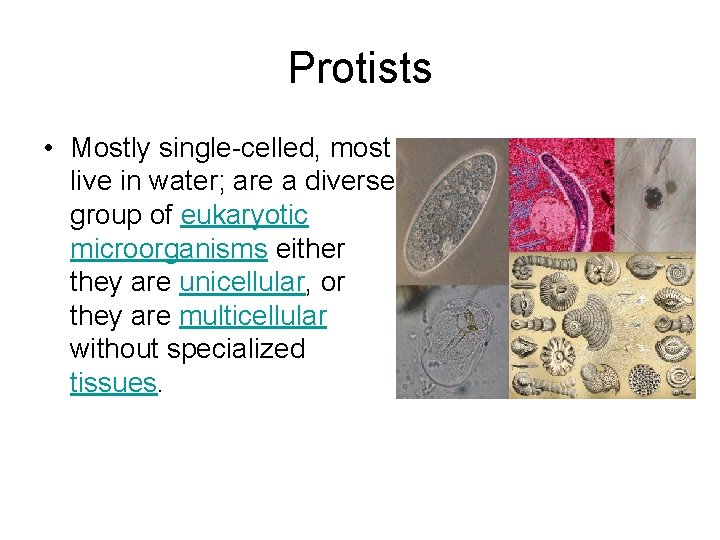 Protists • Mostly single-celled, most live in water; are a diverse group of eukaryotic Protists • Mostly single-celled, most live in water; are a diverse group of eukaryotic