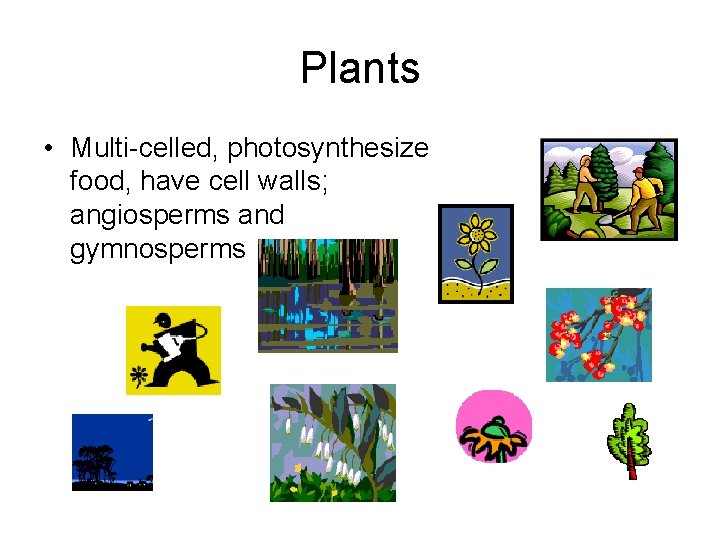 Plants • Multi-celled, photosynthesize food, have cell walls; angiosperms and gymnosperms Plants • Multi-celled, photosynthesize food, have cell walls; angiosperms and gymnosperms