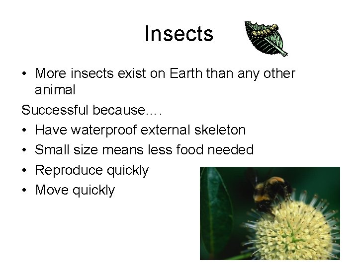 Insects • More insects exist on Earth than any other animal Successful because…. • Insects • More insects exist on Earth than any other animal Successful because…. •