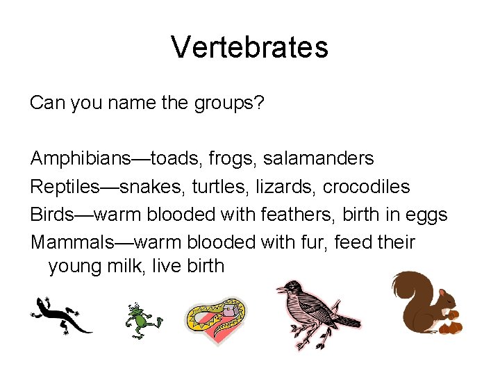 Vertebrates Can you name the groups? Amphibians—toads, frogs, salamanders Reptiles—snakes, turtles, lizards, crocodiles Birds—warm Vertebrates Can you name the groups? Amphibians—toads, frogs, salamanders Reptiles—snakes, turtles, lizards, crocodiles Birds—warm