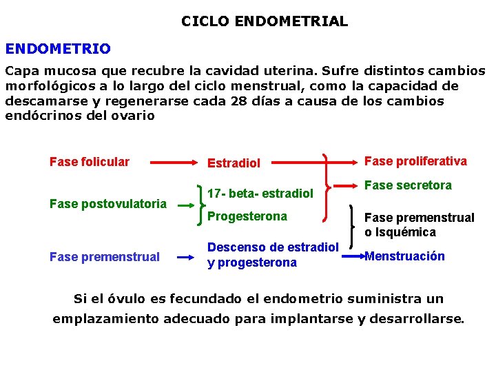 CICLO ENDOMETRIAL ENDOMETRIO Capa mucosa que recubre la cavidad uterina. Sufre distintos cambios morfológicos