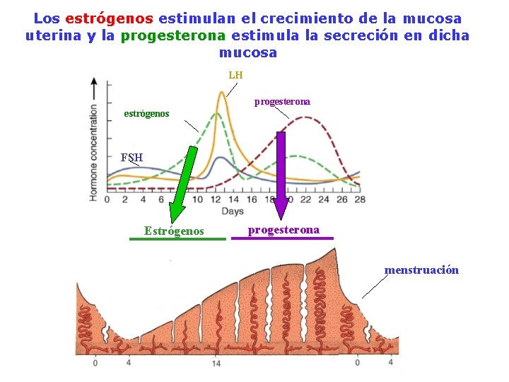 Los estrógenos estimulan el crecimiento de la mucosa uterina y la progesterona estimula la