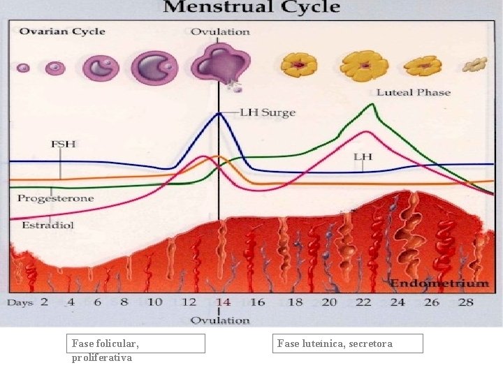 Fase folicular, proliferativa Fase luteínica, secretora 