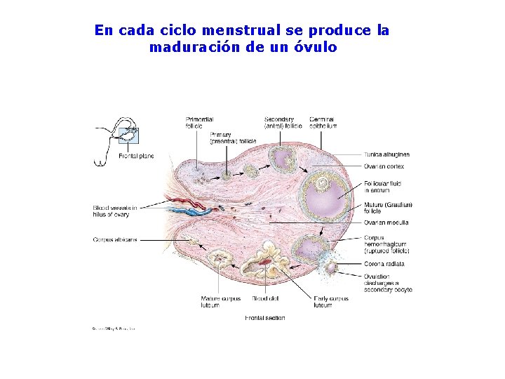 En cada ciclo menstrual se produce la maduración de un óvulo 