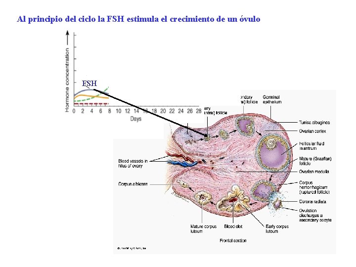 Al principio del ciclo la FSH estimula el crecimiento de un óvulo FSH 