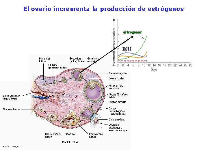 El ovario incrementa la producción de estrógenos FSH 