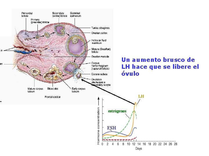 Un aumento brusco de LH hace que se libere el óvulo LH estrógenos FSH