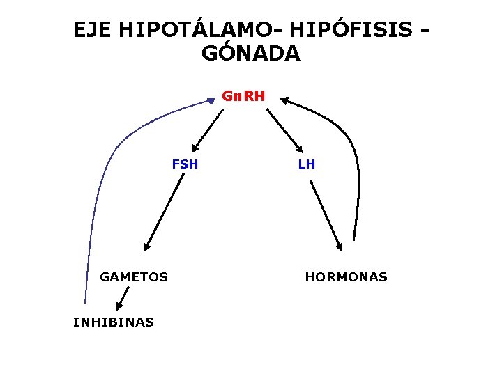EJE HIPOTÁLAMO- HIPÓFISIS GÓNADA Gn. RH FSH GAMETOS INHIBINAS LH HORMONAS 