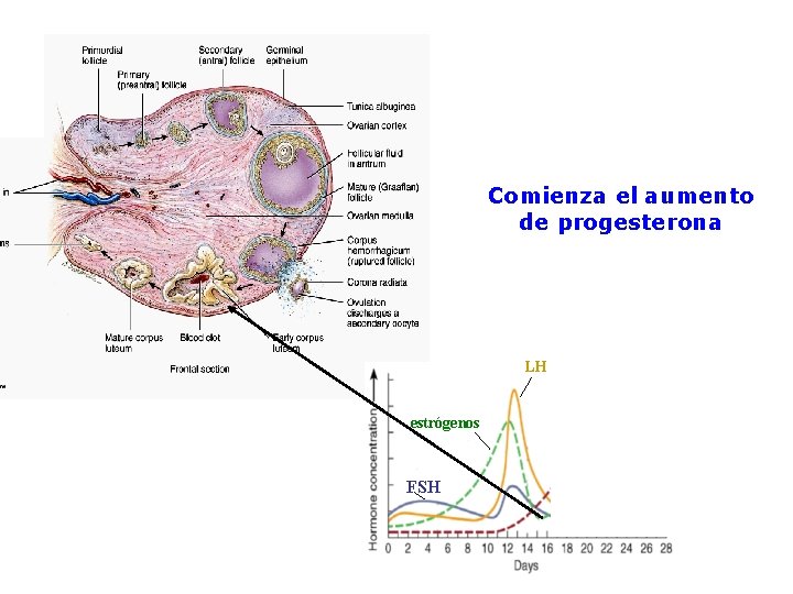 Comienza el aumento de progesterona LH estrógenos FSH 